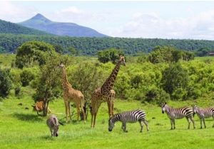 giraffes,zebras at arusha park